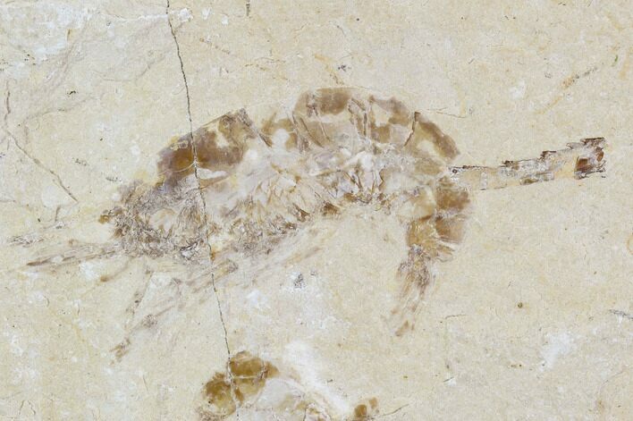Cretaceous Fossil Shrimp - Lebanon #107414
